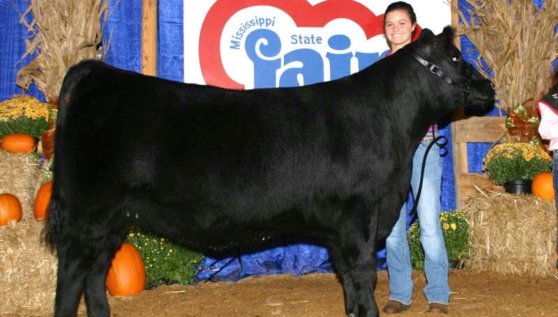 PHOTO SUBMITTED /  EXAR Rita 5562 won intermediate champion heifer honors at the 2013 Mississippi State Fair Angus Show Oct. 6 in Jackson. Holly Lambert of  Union Church owns the winning heifer. 