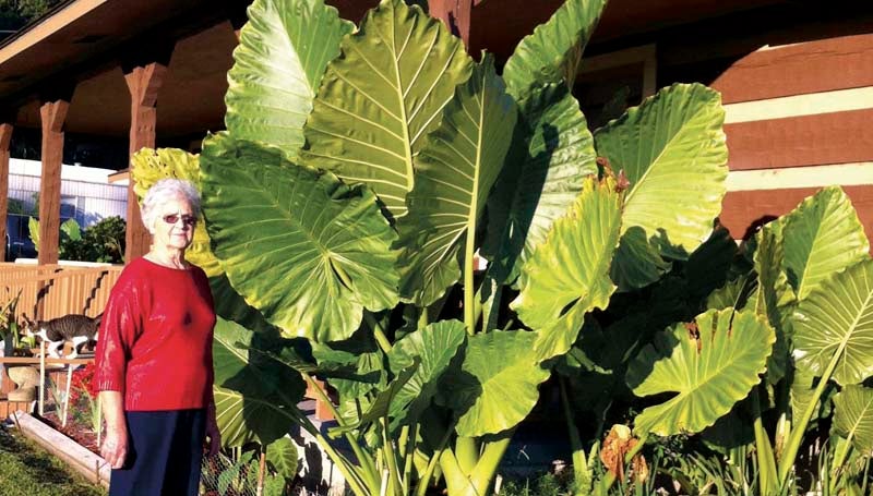 PHOTO SUBMITTED / The giant elephant ear plants in her yard tower over Audrey Thornton at her home on Jackson Liberty Drive SW earlier this week. Thornton expected the temperature drop into the 30s tonight might signal the plants' annual season decline as the first fall frost appears to be drawing near.