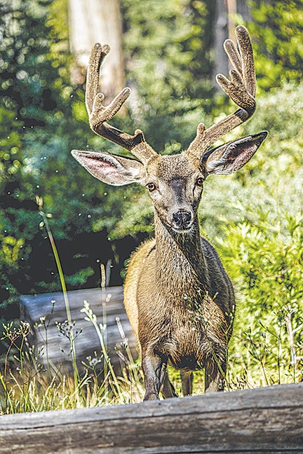 Rise in deer-related crashes in Virginia prompts warning to drivers