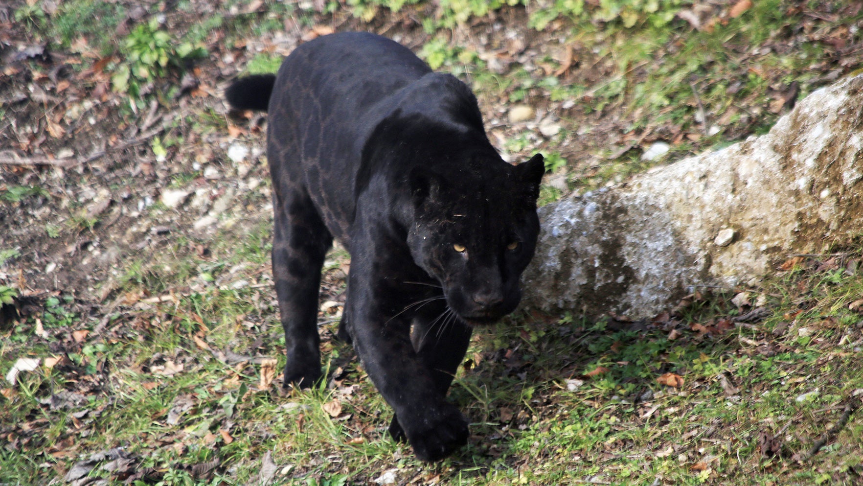 Man reports black panther sighting in Bogue Chitto - Daily Leader