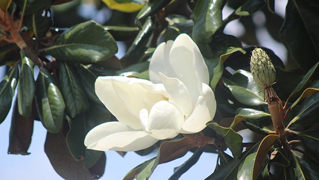 Umbrella Magnolia, I just had to share this photo of one of…