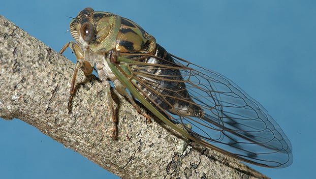 Dual emergence of Cicadas to span parts of 17 states including 