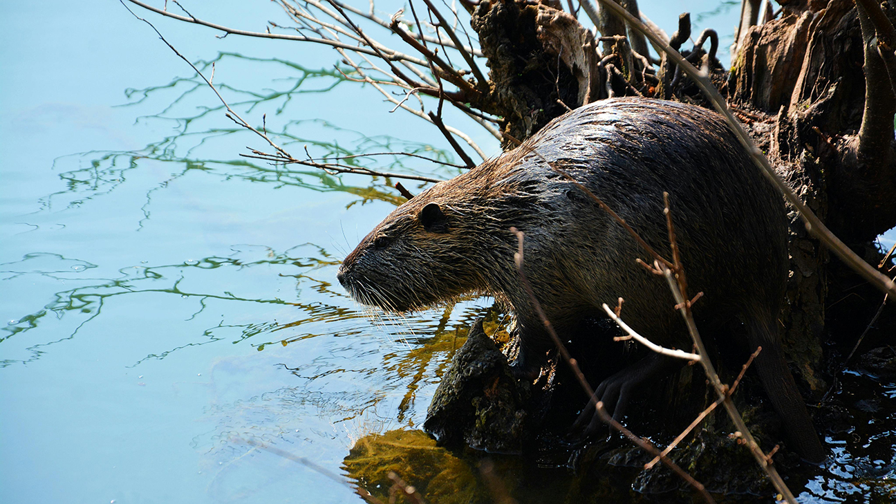 Lincoln County pushes back vs. beavers, other wild pests | Daily
