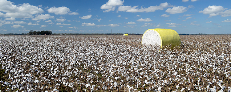 Ag Commissioner signs order shielding MS  agribusinesses from CA climate reporting mandates