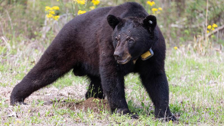 House votes down bill to open bear hunting in Mississippi